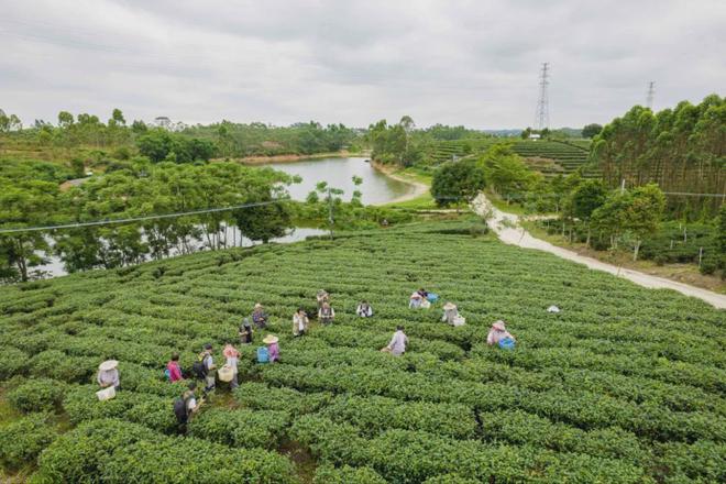 红乌龙茶加工技术团体标准发布AG真人游戏平台app廉江(图1)